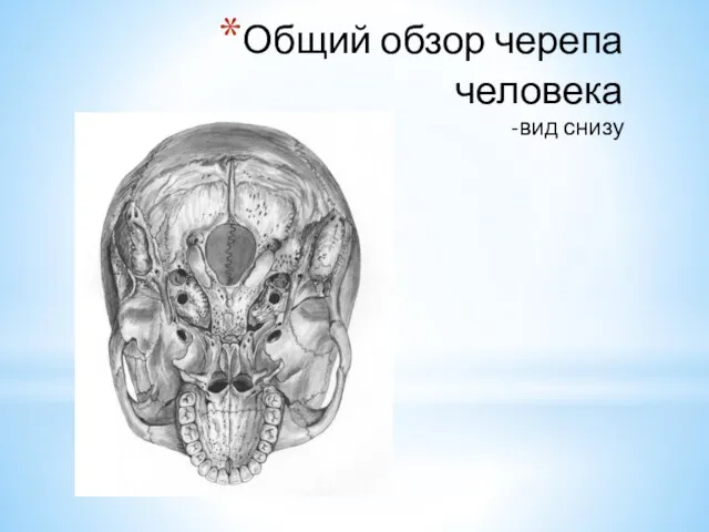 Общий обзор черепа человека -вид снизу