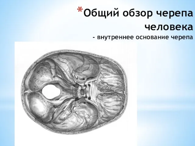 Общий обзор черепа человека - внутреннее основание черепа
