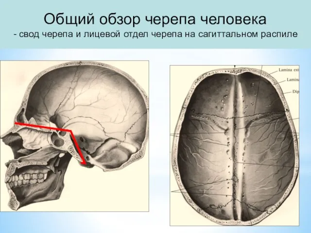 Общий обзор черепа человека - свод черепа и лицевой отдел черепа на сагиттальном распиле