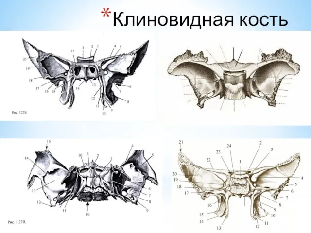 Клиновидная кость