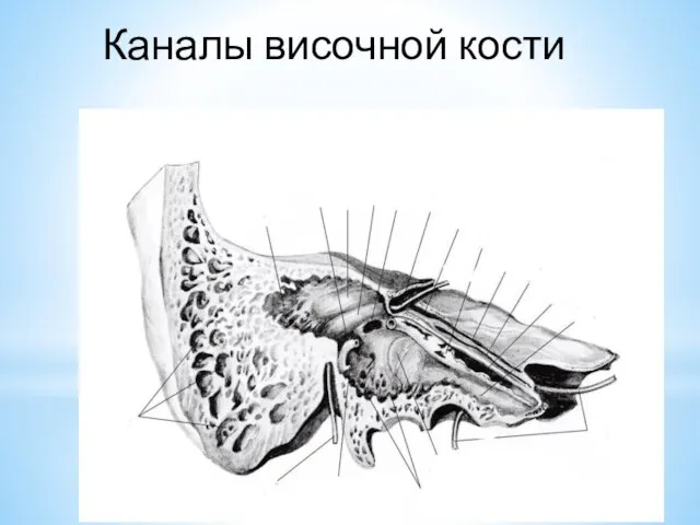 Каналы височной кости