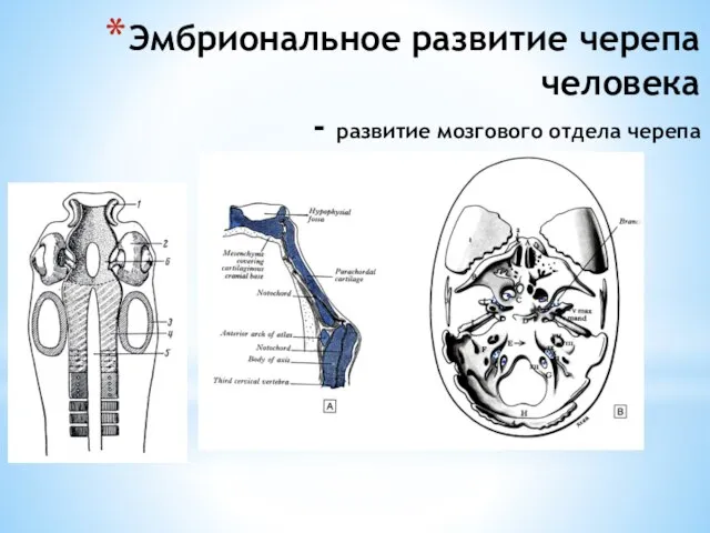 Эмбриональное развитие черепа человека - развитие мозгового отдела черепа