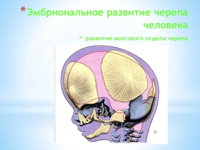 Эмбриональное развитие черепа человека - развитие мозгового отдела черепа