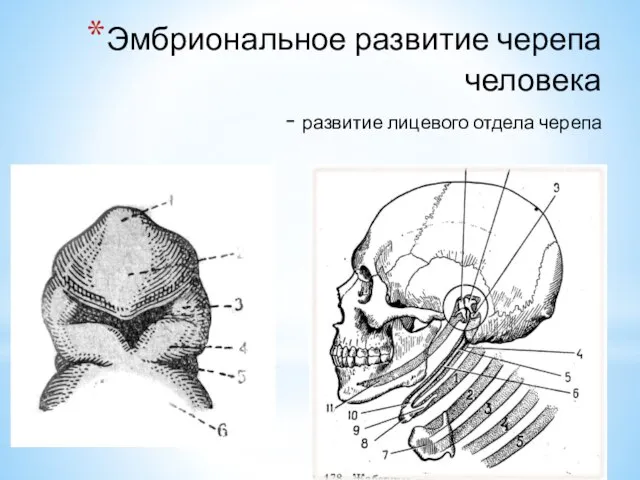 Эмбриональное развитие черепа человека - развитие лицевого отдела черепа