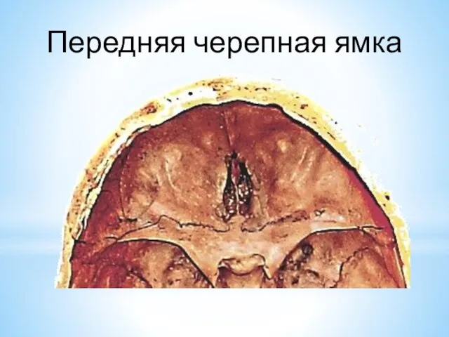 Передняя черепная ямка