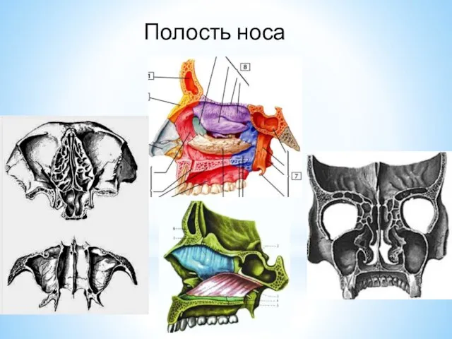 Полость носа