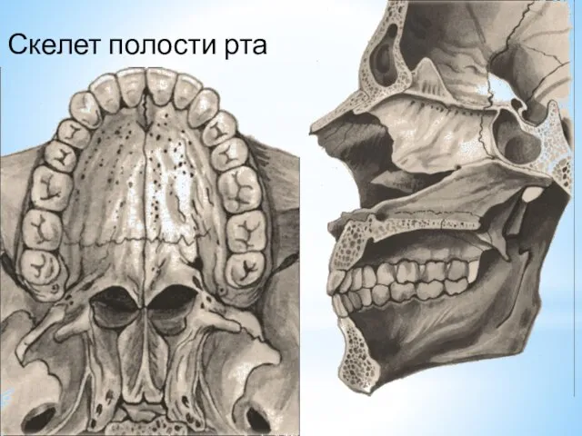 Скелет полости рта