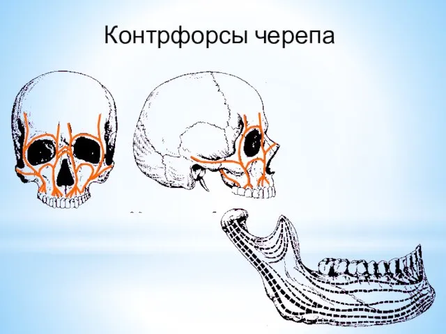 Контрфорсы черепа