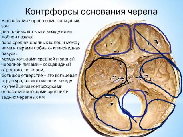 Контрфорсы основания черепа В основании черепа семь кольцевых зон. два лобных