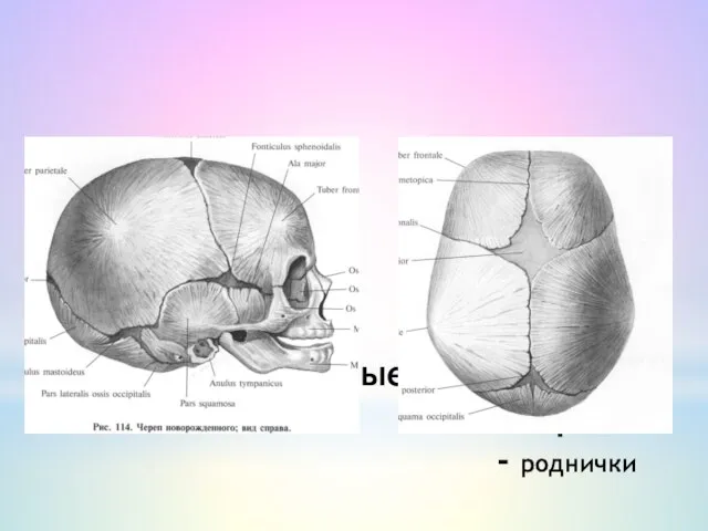 Возрастные особенности черепа - роднички