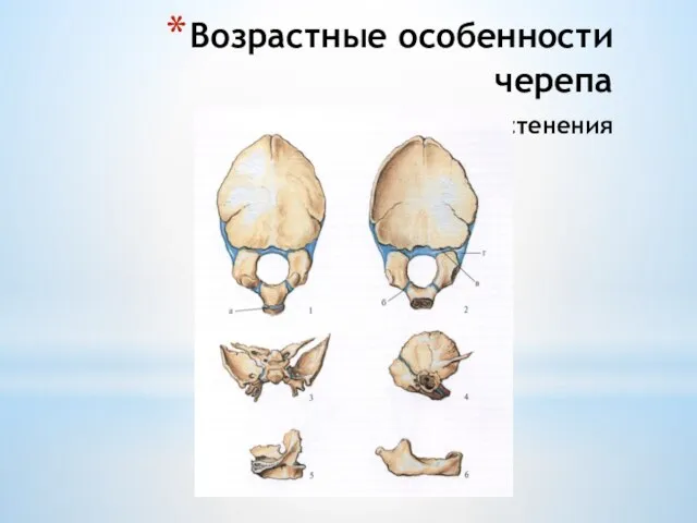 Возрастные особенности черепа - точки окостенения