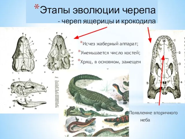 Этапы эволюции черепа - череп ящерицы и крокодила Исчез жаберный аппарат;