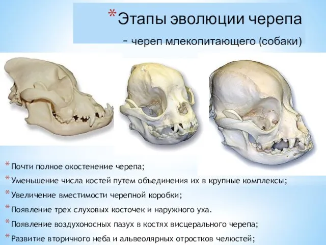 Этапы эволюции черепа - череп млекопитающего (собаки) Почти полное окостенение черепа;