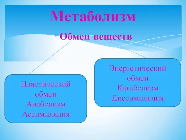 Обмен веществ Метаболизм Пластический обмен Анаболизм Ассимиляция Энергетический обмен Катаболизм Диссимиляция