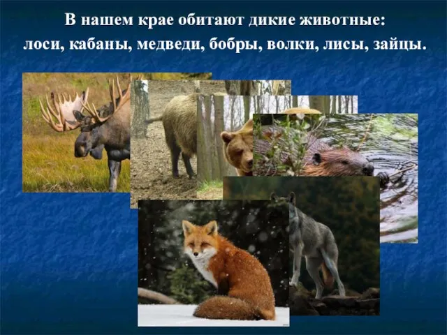 В нашем крае обитают дикие животные: лоси, кабаны, медведи, бобры, волки, лисы, зайцы.