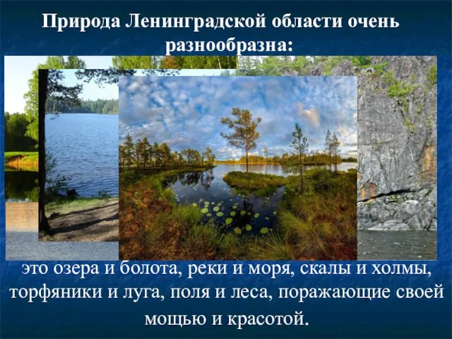 Природа Ленинградской области очень разнообразна: это озера и болота, реки и