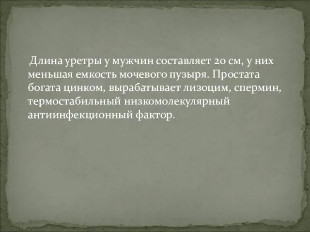 Длина уретры у мужчин составляет 20 см, у них меньшая емкость