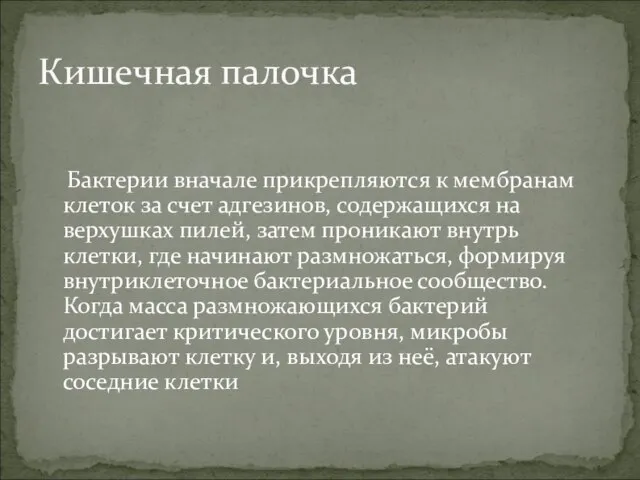 Бактерии вначале прикрепляются к мембранам клеток за счет адгезинов, содержащихся на