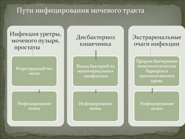 Пути инфицирования мочевого тракта