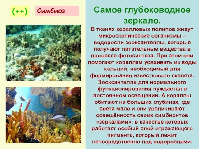 Самое глубоководное зеркало. В тканях коралловых полипов живут микроскопические организмы –