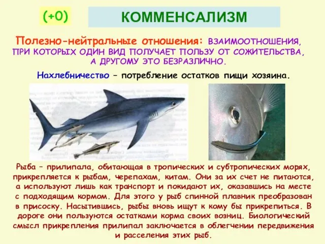 Полезно-нейтральные отношения: ВЗАИМООТНОШЕНИЯ, ПРИ КОТОРЫХ ОДИН ВИД ПОЛУЧАЕТ ПОЛЬЗУ ОТ СОЖИТЕЛЬСТВА,