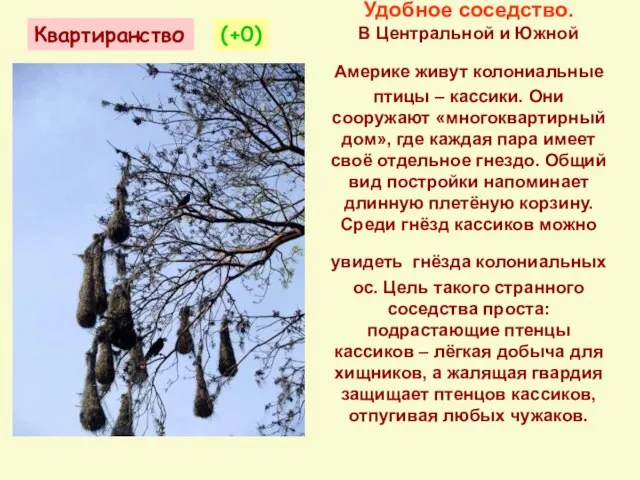 Удобное соседство. В Центральной и Южной Америке живут колониальные птицы –