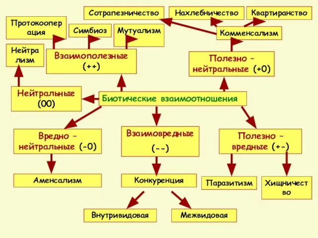 Биотические взаимоотношения Взаимополезные (++) Полезно – нейтральные (+0) Нейтральные (00) Полезно