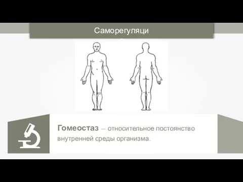 Саморегуляция