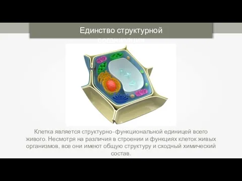 Клетка является структурно-функциональной единицей всего живого. Несмотря на различия в строении