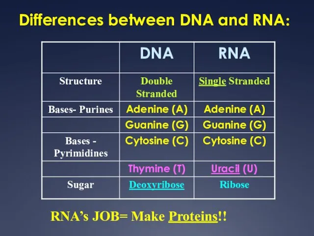 Differences between DNA and RNA: RNA’s JOB= Make Proteins!!