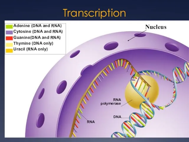 Transcription Nucleus