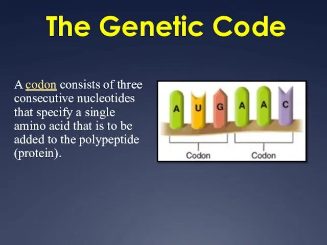 The Genetic Code A codon consists of three consecutive nucleotides that