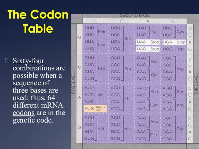 The Codon Table Sixty-four combinations are possible when a sequence of