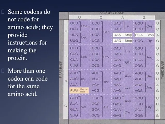 Some codons do not code for amino acids; they provide instructions