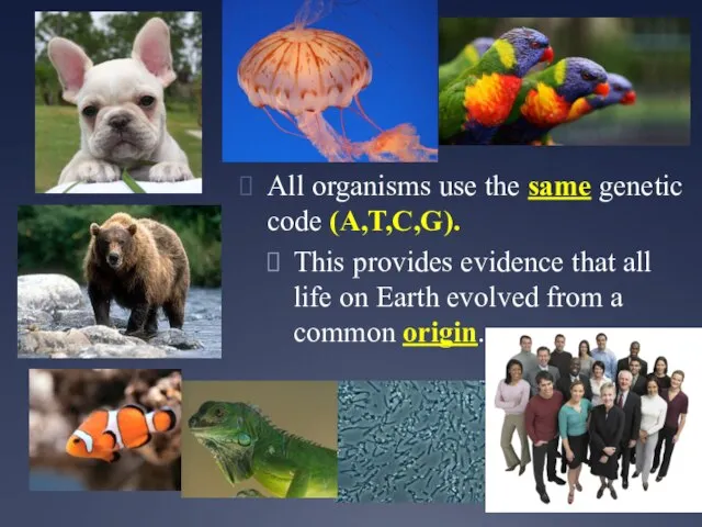 All organisms use the same genetic code (A,T,C,G). This provides evidence