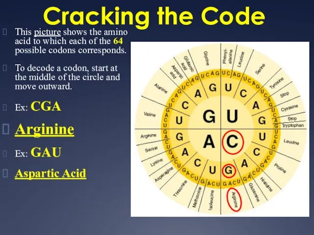 Cracking the Code This picture shows the amino acid to which