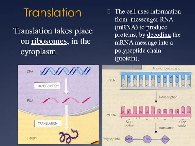 Translation Translation takes place on ribosomes, in the cytoplasm. The cell