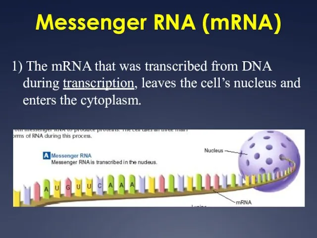 Messenger RNA (mRNA) 1) The mRNA that was transcribed from DNA