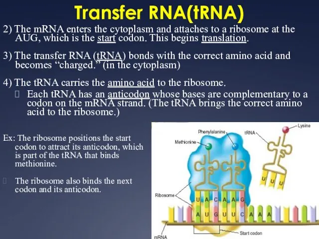 Transfer RNA(tRNA) 2) The mRNA enters the cytoplasm and attaches to