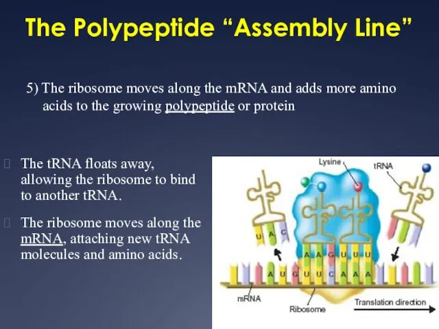 The Polypeptide “Assembly Line” 5) The ribosome moves along the mRNA