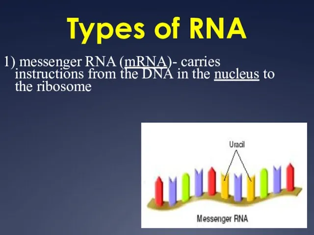 Types of RNA 1) messenger RNA (mRNA)- carries instructions from the