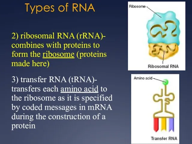 Types of RNA 2) ribosomal RNA (rRNA)- combines with proteins to