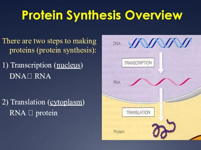 Protein Synthesis Overview There are two steps to making proteins (protein