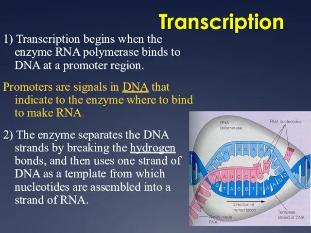 Transcription 1) Transcription begins when the enzyme RNA polymerase binds to