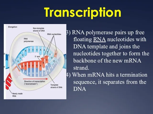 Transcription 3) RNA polymerase pairs up free floating RNA nucleotides with