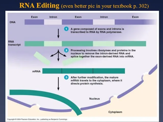 RNA Editing (even better pic in your textbook p. 302)