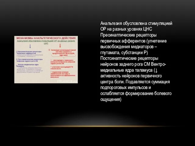 Анальгезия обусловлена стимуляцией ОР на разных уровнях ЦНС Пресинаптические рецепторы первичных