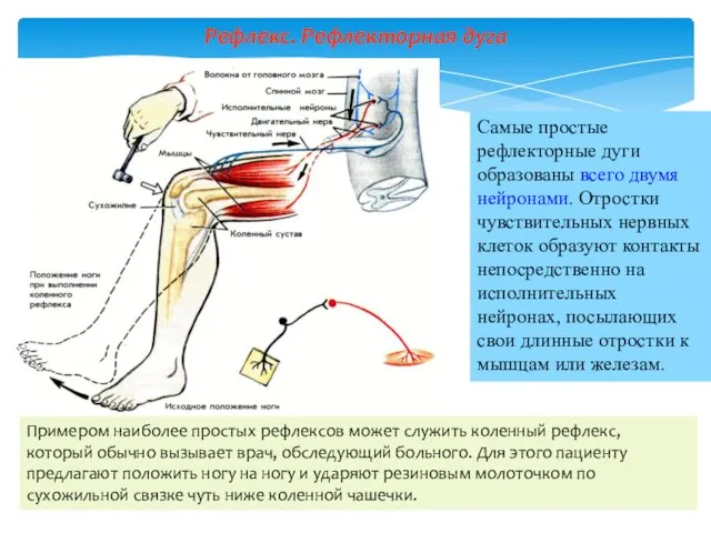 Рефлекс. Рефлекторная дуга Самые простые рефлекторные дуги образованы всего двумя нейронами.