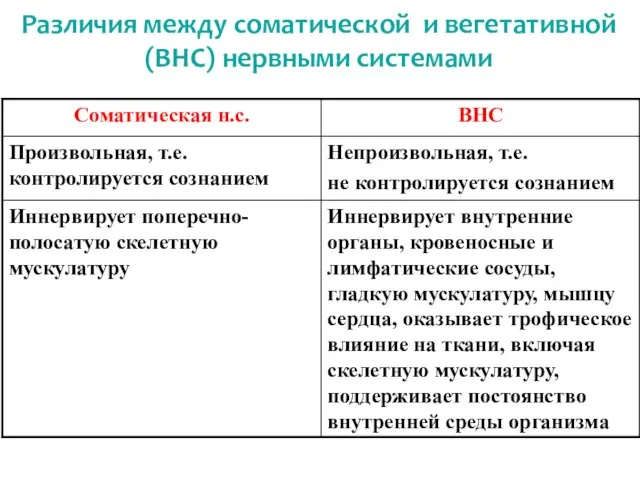 Различия между соматической и вегетативной (ВНС) нервными системами