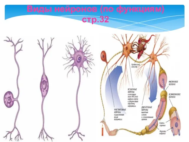 Виды нейронов (по функциям) стр.32